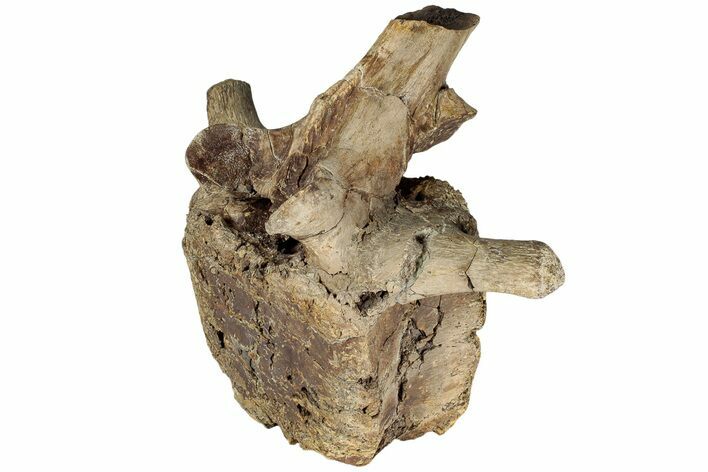 Hadrosaur (Edmontosaurus) Anterior Caudal Vertebra - Wyoming #232745